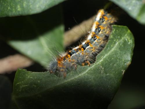 Réf. 277 291 : Lasiocampa quercus
